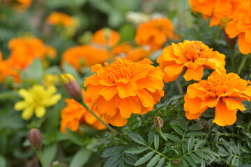 マリーゴールド