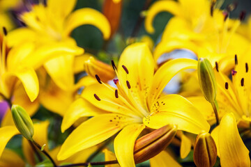Obraz premium yellow lily flowers in the summer garden. the background is floral