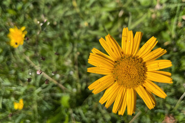 Weidenblättriges Ochsenauge (Buphthalmum)