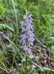 Geflecktes Knabenkraut, Flecken-Fingerwurz (Dactylorhiza)