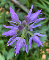 Rotes Waldvöglein (Cephalanthera) von oben