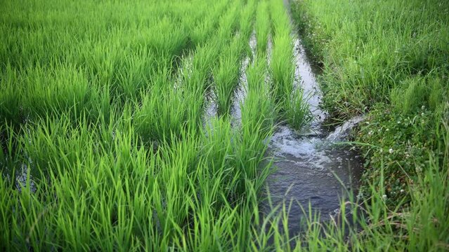 田んぼの水入れ