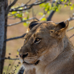 Fototapeta premium a big lioness in the wild