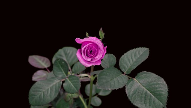 A beautiful pink rose blossoms on a black background. Time lapse, close-up. Wedding background, Valentine's day concept. Timelapse video 4K UHD.