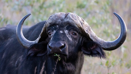 An African buffalo in the wild