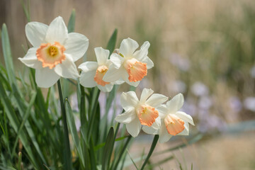 Group of white narcissus with pink corona. - obrazy, fototapety, plakaty