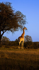 giraffe feeding in golden light early morning