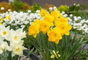 Obraz premium Yellow flowers daffodils in a flower bed. Spring flower Narcissus. Beautiful bush in the garden. Nature background. Spring flowering bulb Daffodil plants