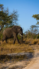 Fototapeta na wymiar African elephant on the move