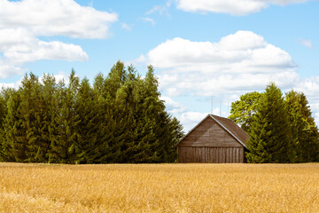 Obraz premium Barn in the middle of wheat field
