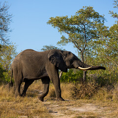 African elephant on the move