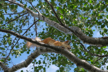 Squirrel jumps on a tree, Polar Alpine Botanical Garden, Murmansk region, Russia