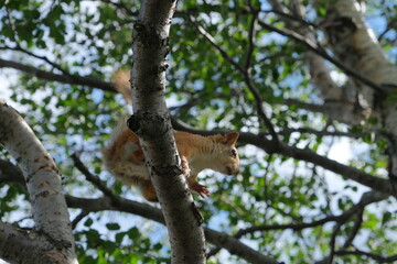 Fototapeta na wymiar Squirrel jumps on a tree, Polar Alpine Botanical Garden, Murmansk region, Russia