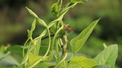 vines infested with insects