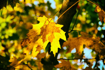 Autumn yellow leaves  in autumn park. Fall background