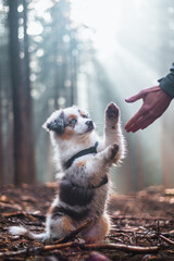 Cute Blue merle, Australian Shepherd puppy is learning new commands needed to raise a hunting dog....
