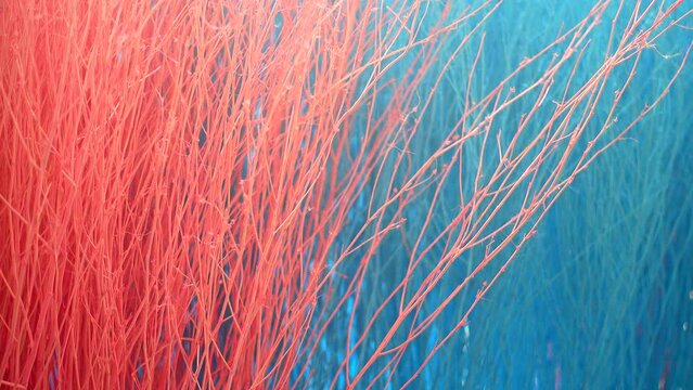 4K Colorful stained stalks dyed wood lavender fields decorations, coffee shops cafes houses texture and blackground