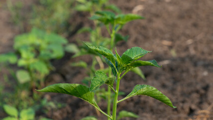 Chili plants aged 2 months, looked fertile and leafy. Intercropping method for better yield