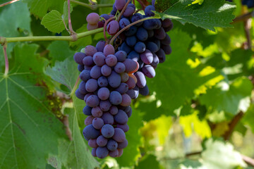Vineyards. Plantation of grapes for wine in an artisanal winery