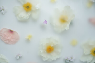 Light floral background with white large peonies with yellow parts and tiny mix of colorful flowers. Summer blurred floral background