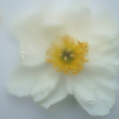Defocused floral background with white peony on white background with art filter effect