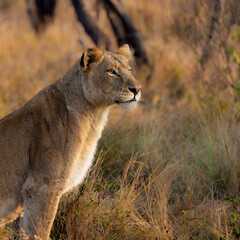 a big lioness in the wild