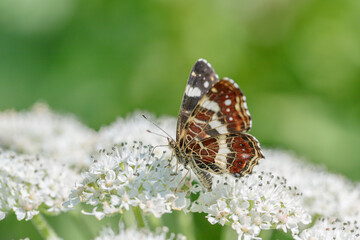 Map butterfly (Araschnia levana) on giant hogweed blossoms.