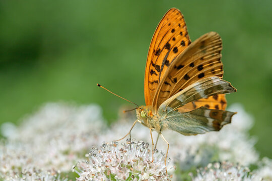 Male silver-washed fritillary butterfly (Argynnis paphia) on blossoms of giant hogweed.