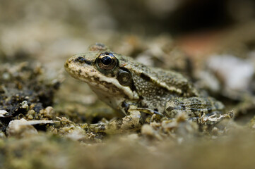 European green frog in Provence, in the south of France