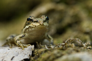European green frog in Provence, in the south of France