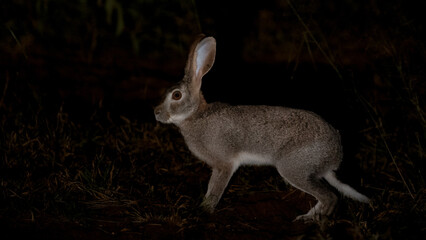 a scrub hare at night time