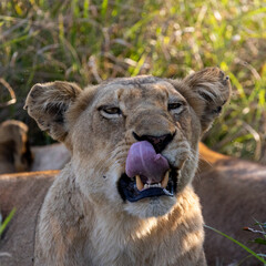 lioness making a funny face