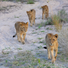lion cubs walking through a dry riverbed
