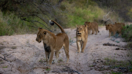 lion pride is on the move