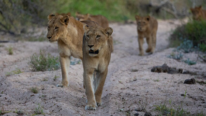 lion pride is on the move