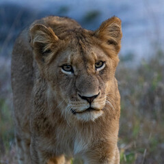 Obraz na płótnie Canvas lion cub on the move