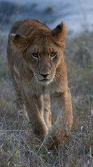 lion cub on the move
