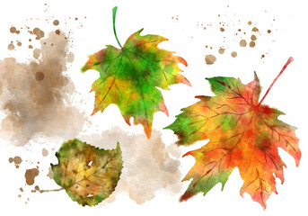 Naklejka na ściany i meble Background graphics of red autumn leaves and fallen leaves. An illustration of a hand painting image in watercolor format.