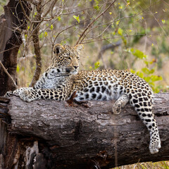 a leopard cub resting on a dead tree