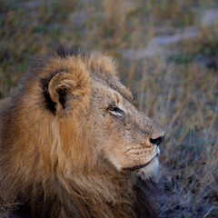 Black maned mature lion in the wild