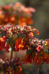 African wildflowers in the wintertime
