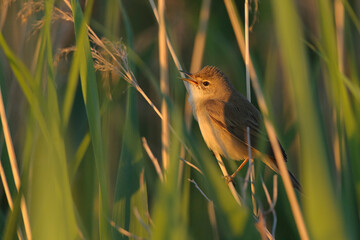 Marsh warbler Acrocephalus palustris, colorful reedbed background