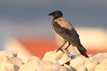 Hooded Crow Corvus corone cornix - on stone wall looking for food in summer, village colorful background