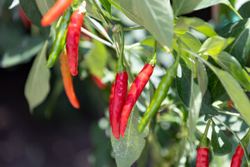 Cayenne pepper. It's a hot chili pepper used to flavor dishes. Most varieties are generally rated at 30,000 to 50,000 Scoville units.