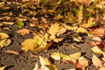 Fallen yellow leaves on the ground on an autumn day