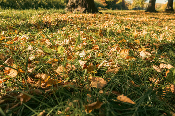 Obraz premium Fallen yellow leaves on the ground on an autumn day