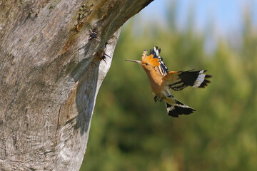 Hoopoe Upupa epops - flying adult bird	feeding young hidden in the tree hole, colorful, natural background, close up