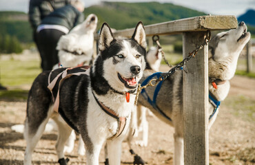 purebred siberian husky dog outdoors