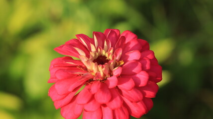 zinnia flower blooming with pink petals