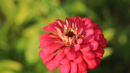 zinnia flower blooming with pink petals
